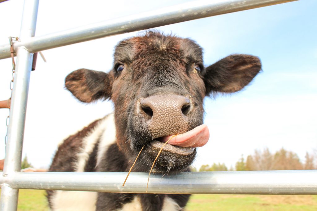 Meme of a cow sticking out its tongue for an Instagram post