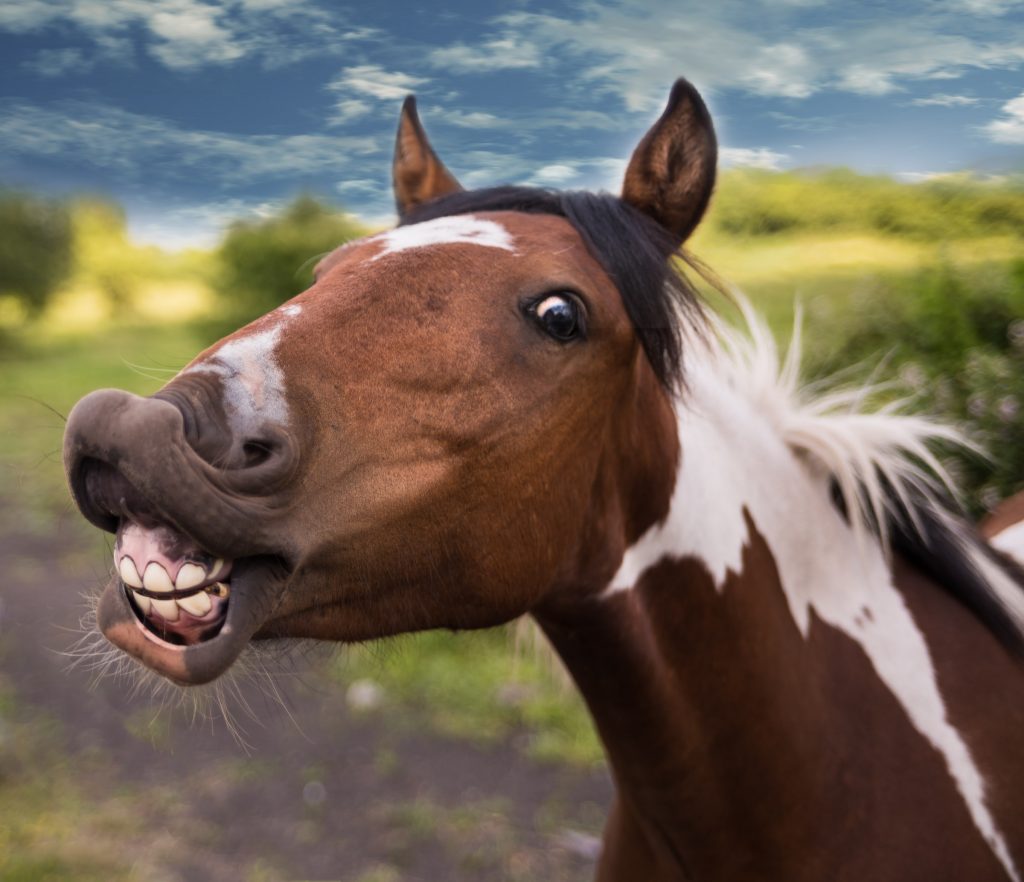 a horse with its mouth open