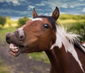 An Instagram meme showing a horse awkwardly smiling to show its teeth.