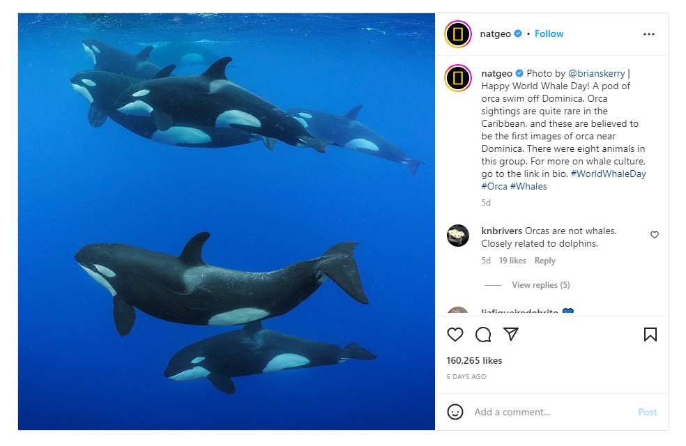A photo of a family of orca whales as one of Nat Geo's popular pictures on Instagram.