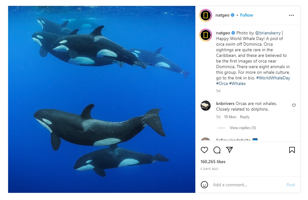 Uma foto de uma família de baleias orca como uma das imagens populares de Nat Geo no Instagram.