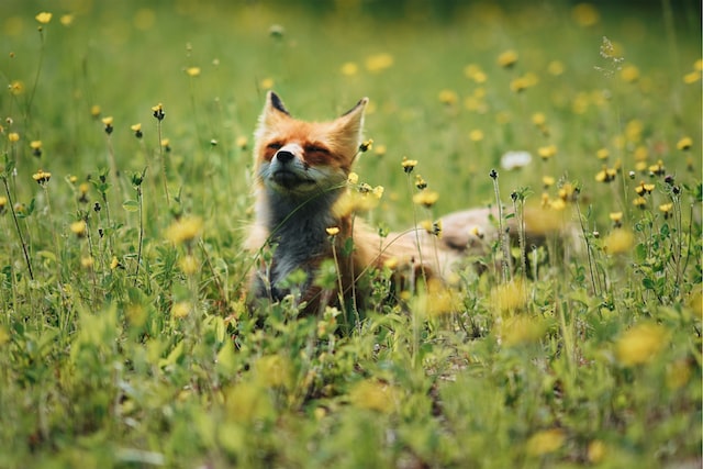  野の花畑の中の赤いキツネ。