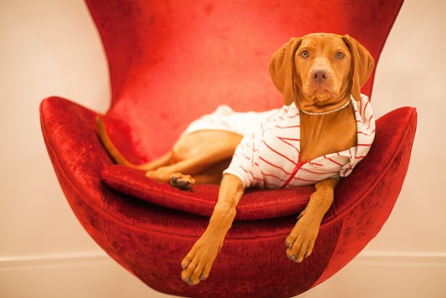 rodolfo-barreto-kHu-hnGxQ6E-unsplash | Path Social Perro con camisa y tumbado en una silla.