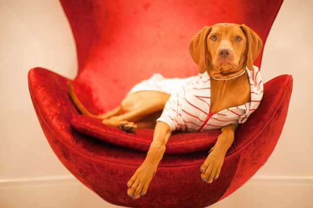 Cão com uma camisa e sentado numa cadeira.