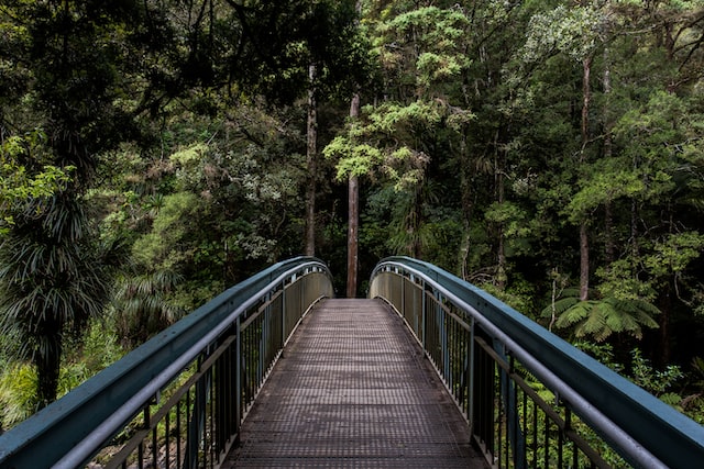 A bridge in a forest.