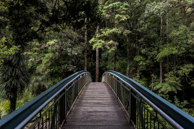 tim-swaan-eOpewngf68w-unsplash | Path Social Un puente en un bosque.