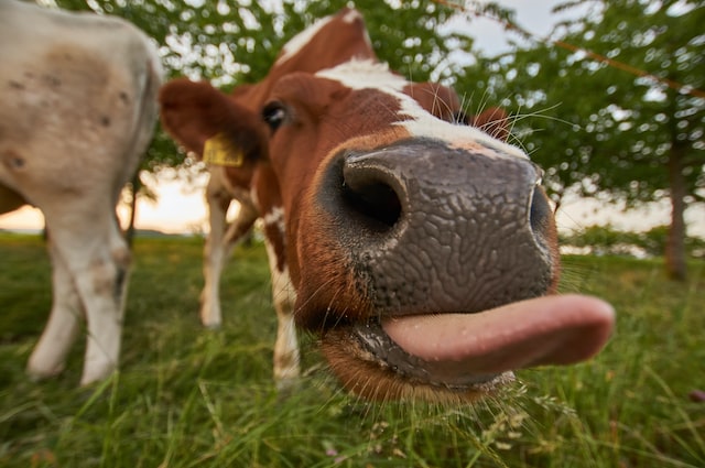Meme of a cow sticking out its tongue for an Instagram post.