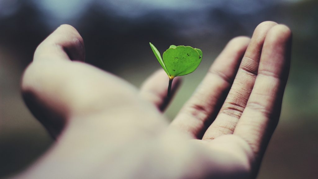 Een hand die een kleine plant vasthoudt.