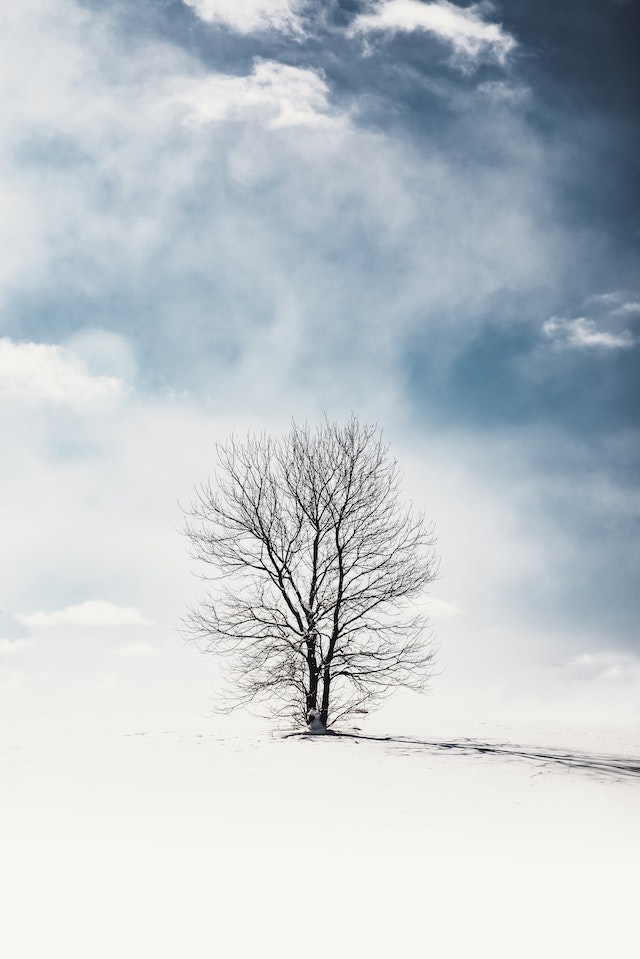 Un albero con molti rami e senza foglie.