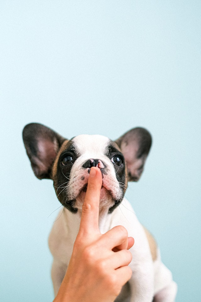 Bulldog con dedo índice humano en posición vertical sobre los labios.