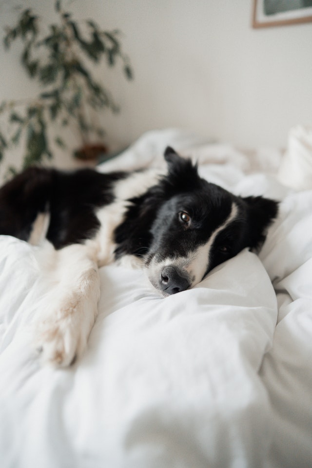 Perro tumbado en la cama.