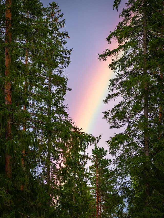 Fotografia de árvores e arco-íris