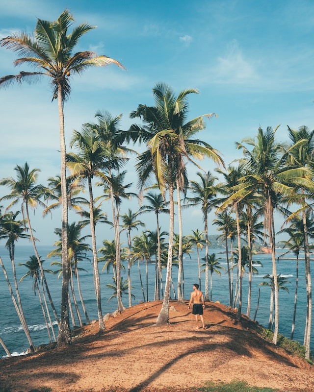 Cluster of palm trees on a beach shore.
