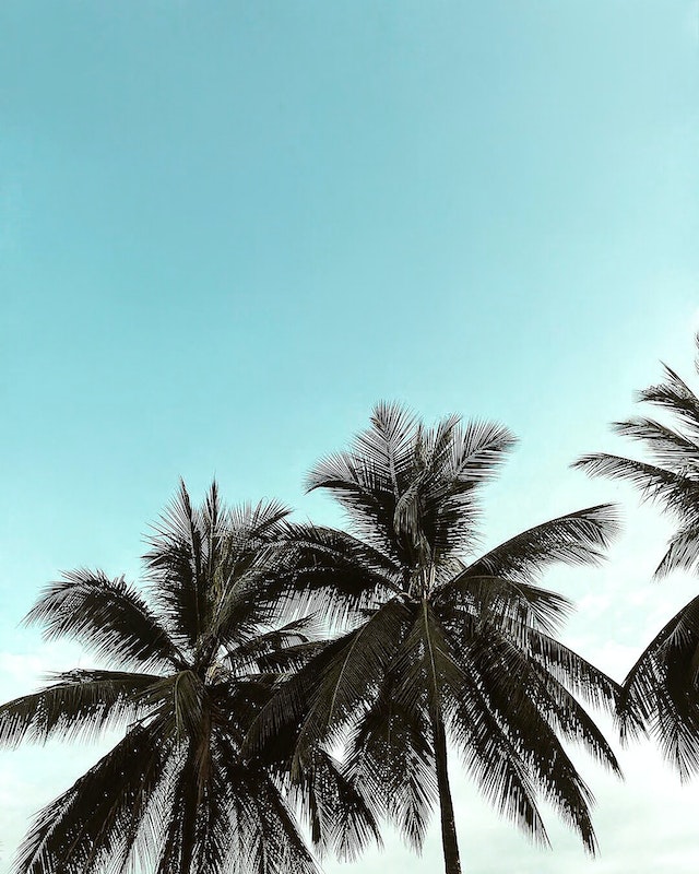 Image of palm trees.