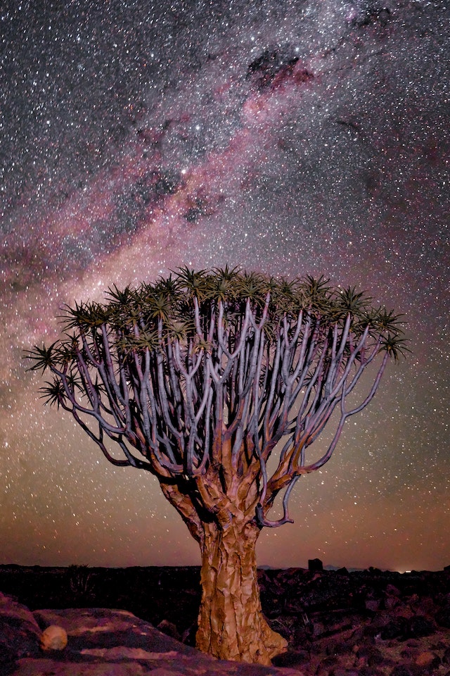 Uma grande árvore sob um céu estrelado.