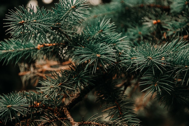 Like pine trees that stay green throughout the seasons, evergreen content stays relevant no matter what
