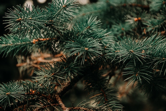 Come i pini che rimangono verdi durante le stagioni, i contenuti evergreen rimangono rilevanti a prescindere dalle stagioni.