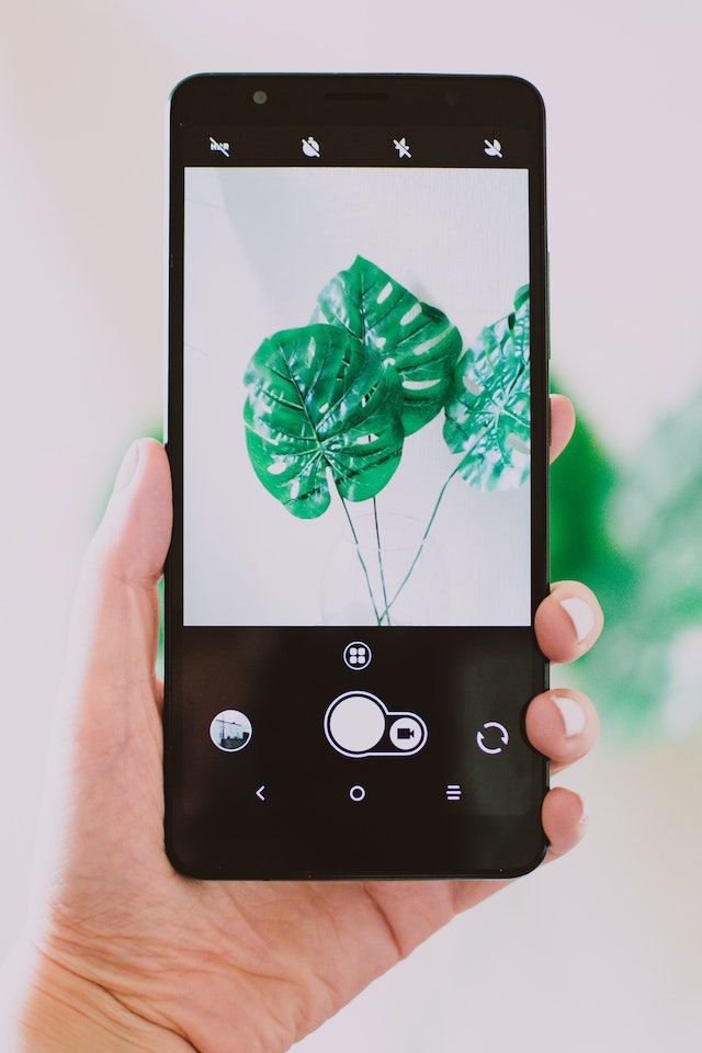 Pessoa com um smartphone Android preto a tirar uma fotografia de uma planta de folhas verdes