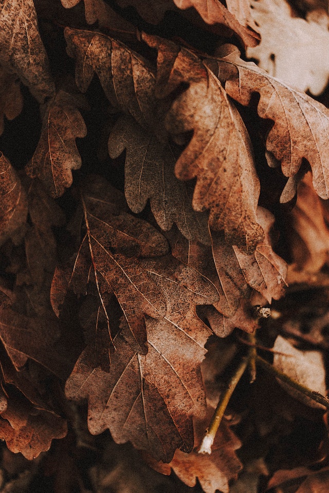 Tas de feuilles mortes séchées