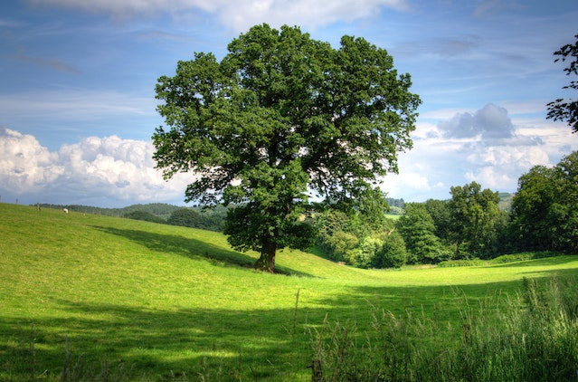 Un copac verde pe un câmp cu iarbă în timpul zilei.