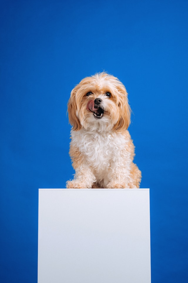 Instagram photo of a puppy on a white box