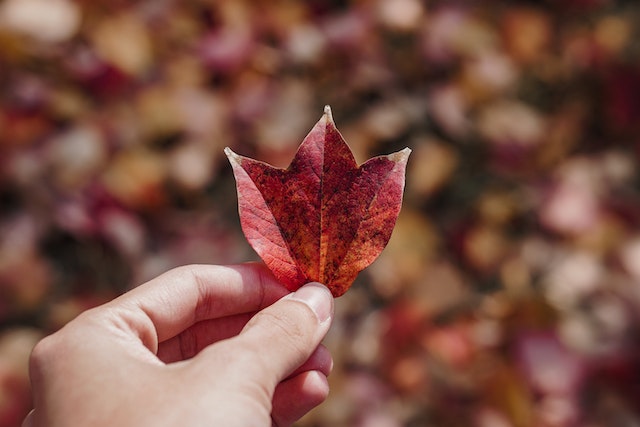Person holding a red maple leaf during autumn.