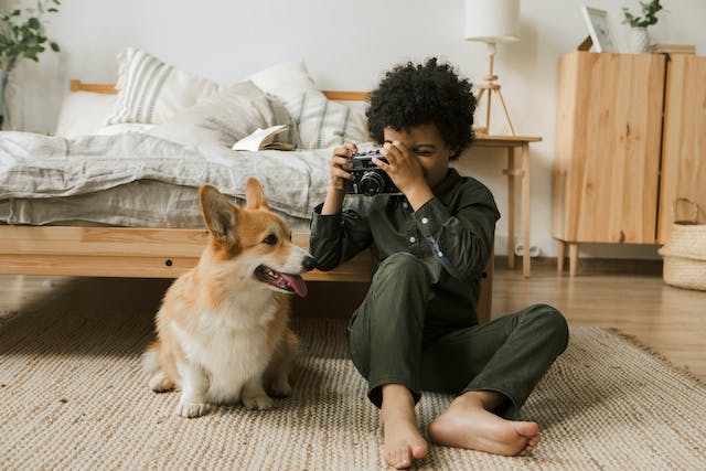 A little boy takes a photo of a Corgi dog.