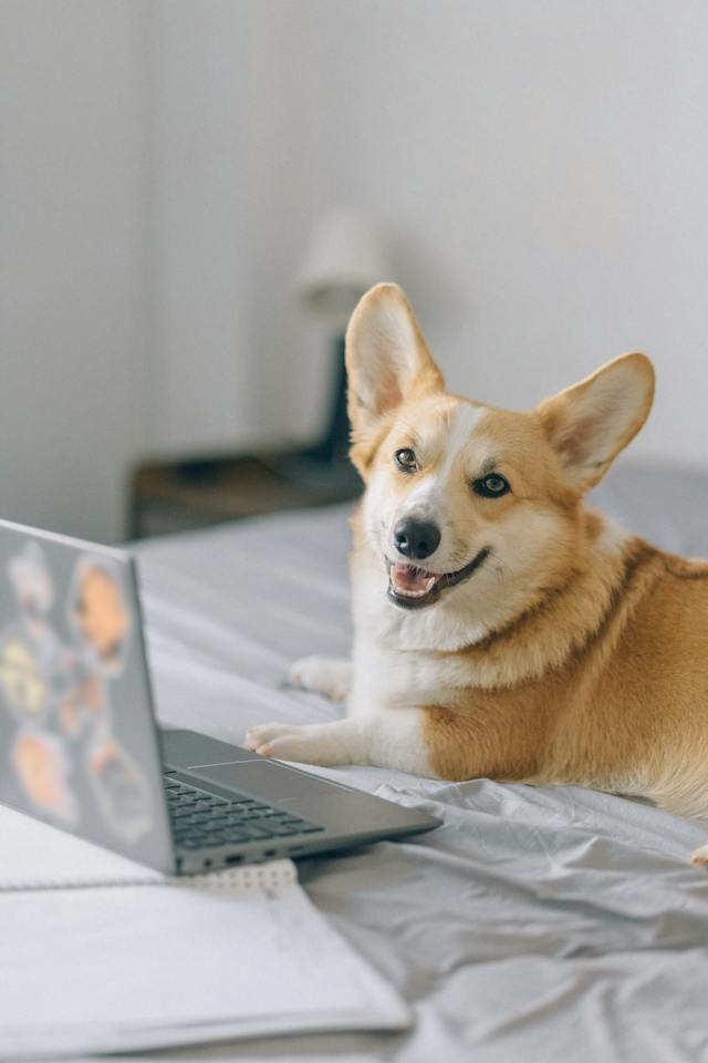 Un câine pozează în timp ce stă în fața unui laptop.