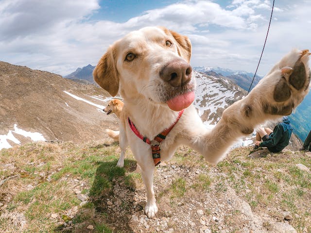 携帯電話の画面を触る犬のアップの写真。