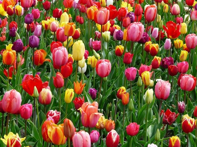 Un campo de flores con tulipanes rojos, naranjas, rosas, amarillos y morados.