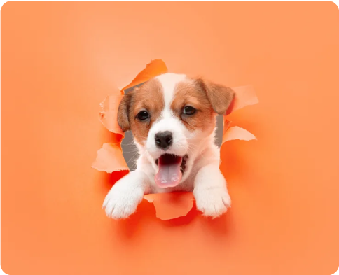 Pets-1webppng | Path Social 인플루언서, 브랜드, 피트니스, 패션, 사진, 음악, 반려동물, 블로거, 요리사 등 틈새 카테고리를 모아 Instagram 팔로워를 유기적으로 늘리는 데 있어 다양한 활용도를 보여주는 Path Social 을 소개합니다.