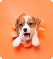 Pets-mobile-1webppng | Path Social 인플루언서, 브랜드, 피트니스, 패션, 사진, 음악, 반려동물, 블로거, 요리사 등 틈새 카테고리를 모아 Instagram 팔로워를 유기적으로 늘리는 데 있어 다양한 활용도를 보여주는 Path Social 을 소개합니다.